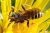 Nomada sp.